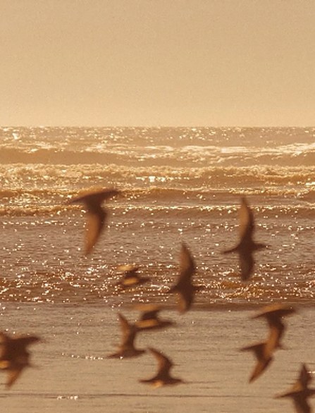 Birds over the water